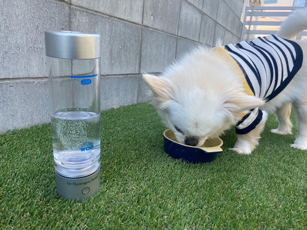 水素水を飲む犬