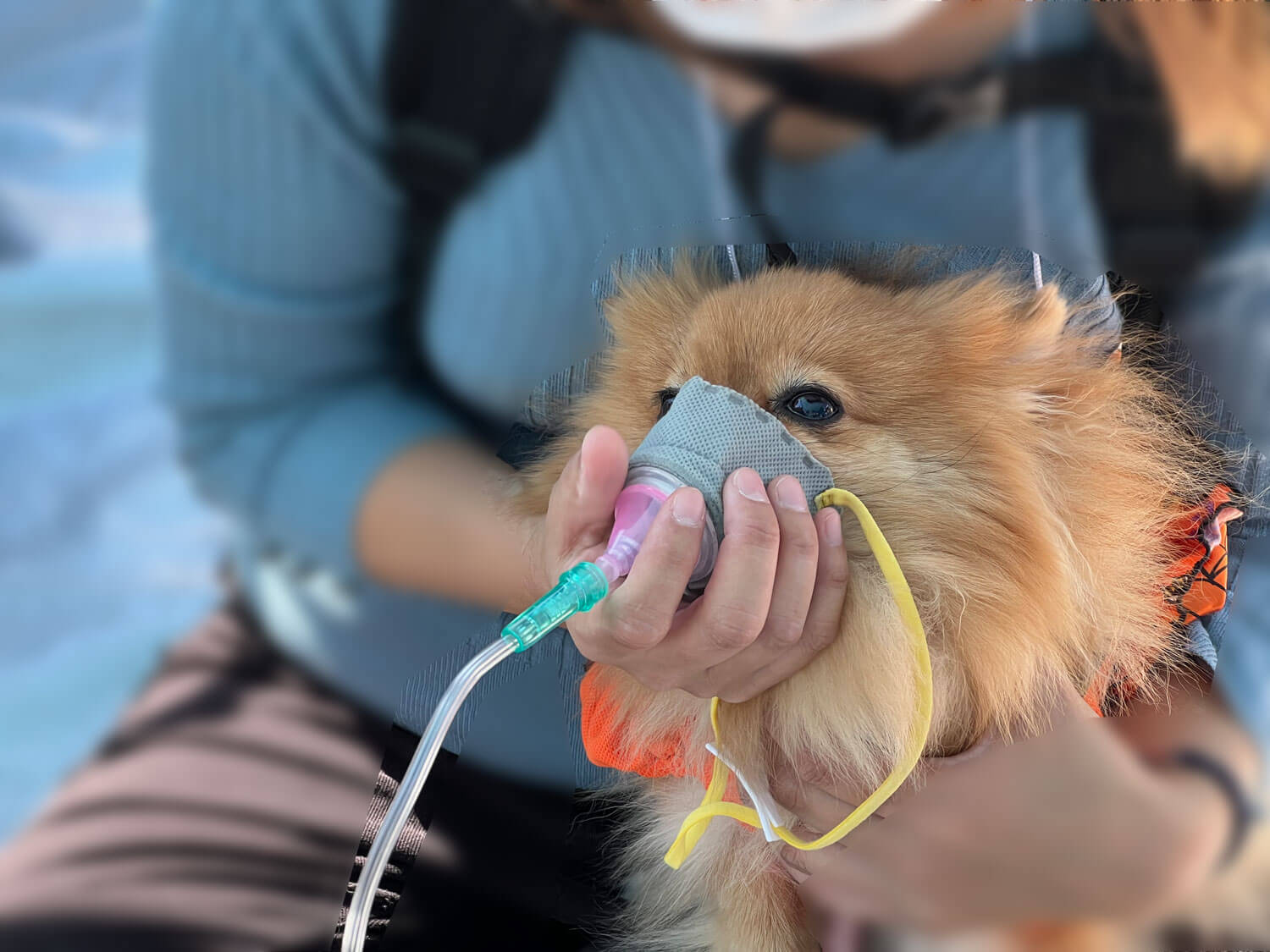 水素ガス吸入する犬